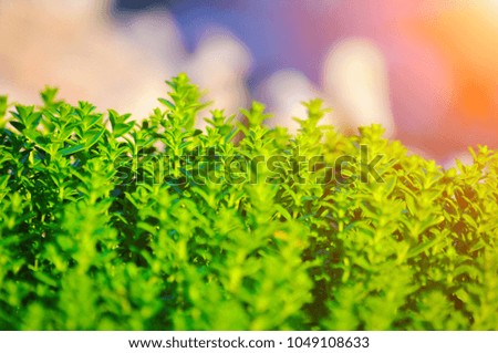 Small green plants in the defocused atmosphere. Moss and fern. B