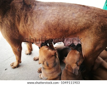 The puppies scramble mother nipples.Time for food, feed Thai ridgeback dog, breastfeeding dog. Royalty-Free Stock Photo #1049111903