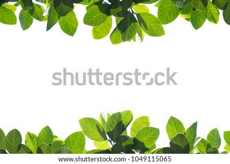 Fresh green leaves on white background with copy space. Royalty-Free Stock Photo #1049115065
