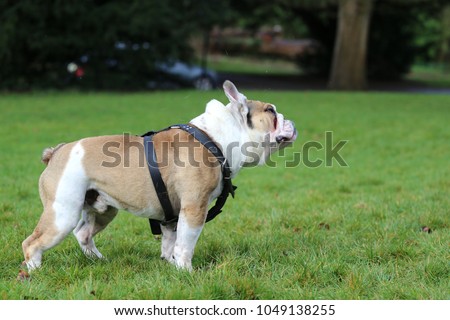 Beautiful male English Bulldog dog  shaking his head on the field.