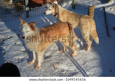 TROMSO, NORWAY - MARCH 7, 2017: Sled dogs resting in their kennel after a sledding tour