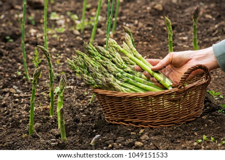 Asparagus. Fresh Asparagus. Green Asparagus. Picking asparagus to the basket.  Royalty-Free Stock Photo #1049151533
