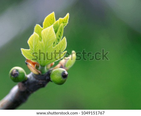 Closed bud on a brown green background. A gentle photo of the first spring flowers. Natural background. Concept of Happy Earth Day. Eco