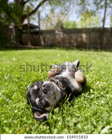 a tiny chihuahua lying in the grass