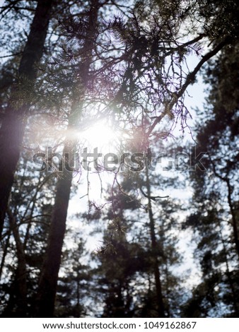 Sunlight shining through the branches