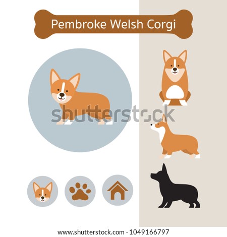 Pembroke Welsh Corgi Dog Breed Infographic, Illustration, Front and Side View, Icon
