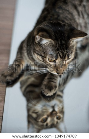 Cat reflection in mirror
