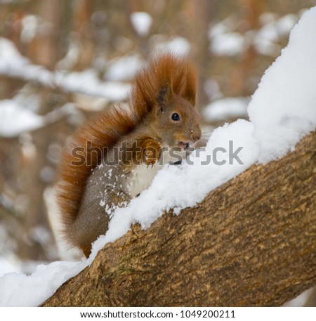Squirrel in winter forest