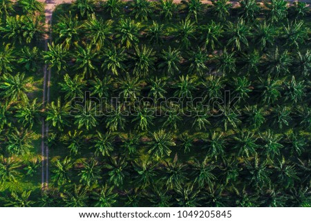 palm oil industrial tree plantation pattern from aerial view nature background