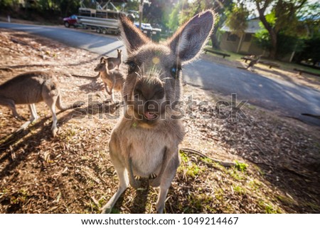 Grey Kangaroo showing its tongue