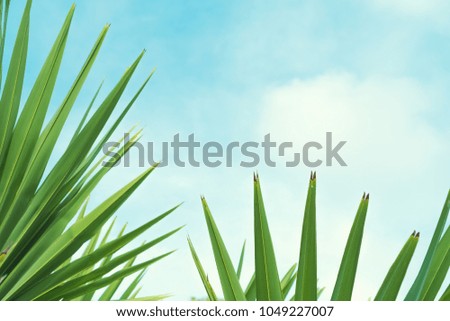 Copy space of silhouette tropical palm tree with sun light on blue sky and white cloud abstract background. Summer vacation and nature travel adventure concept. Vintage tone filter effect color style.