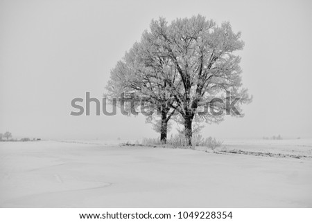 Misty winter day . Lithuania landscape