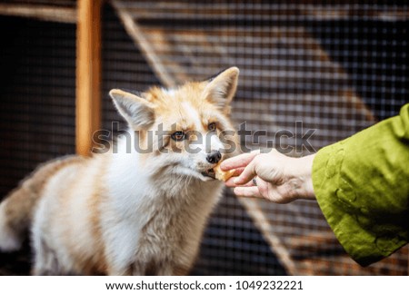 Domestic golden fox in enclosure takes food from woman hands, selective focus