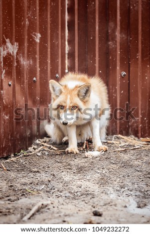 Domestic golden fox with its prey, dead mouse in enclosure. Selective focus.