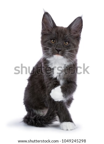 Naughty blue and white Maine Coon cat / kitten sitting facing the camera with tilted paw isolated on white background.