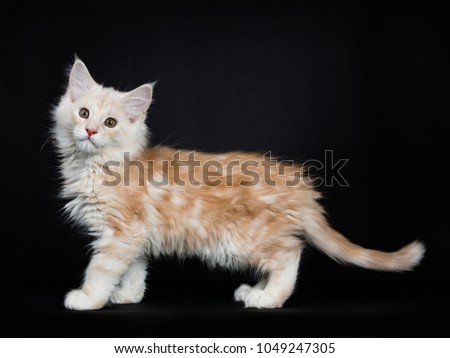 Creme Maine Coon cat / kitten walking to the left side of the picture isolated on black background.