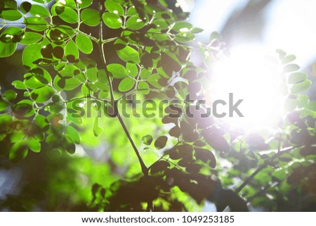 Sun Light rays background with nature 