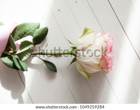 Beautiful rose flower on white wooden background, romantic and love concept
