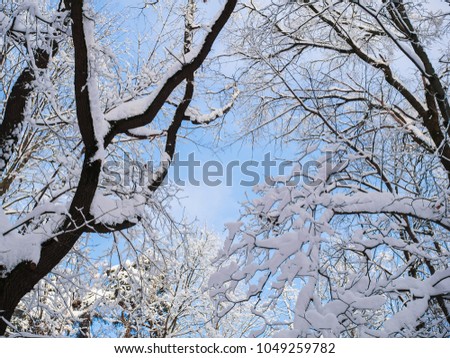 Photo of snowy trees in forest and blue sky