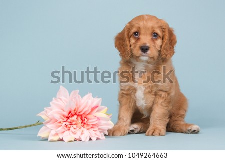 Cute cavapoo puppy sitting on a blue background near a pink flower