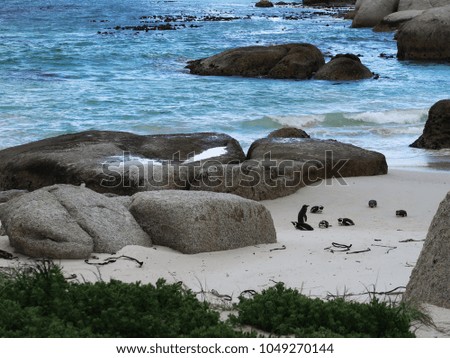 Local friendly family penguins cluster in the wild at african beach seashore in Cape Town, Africa. 