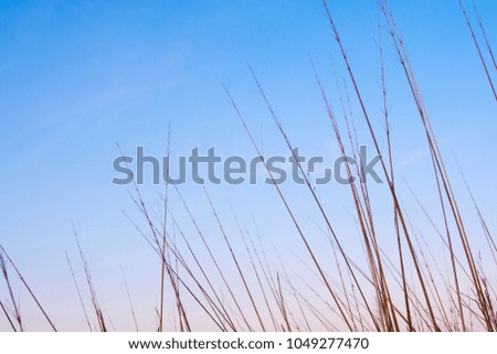Silhouette stalk of grass flower and the sunset sky
