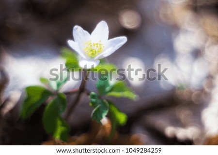 Beautiful white anemones blossoming at springtime in forests