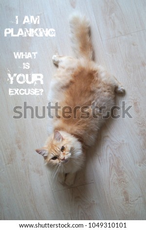 Cat on wooden floor with funny and motivating text "I AM PLANKING. WHAT IS YOUR EXCUSE?'