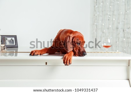 Funny red-haired puppy lying on the piano. The dog is home alone.