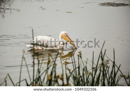Pelican looking for the fish in the swamp of Ngorongoro crater, Tanzania. African birds. African safari.
