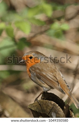 Robin (Erithacus rubecula) - perched on log. England.