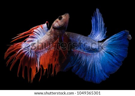 Siamese fighting fish,Half Moon long blue tail(HMPK) and red-white Crown Tail in fighting action,Betta splendens isolated on black background.