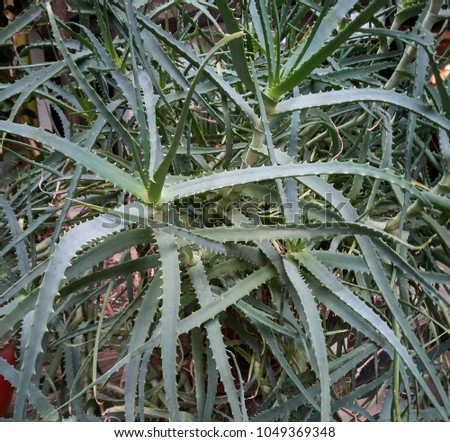 Detail of some parts of the aloe plant: exotic plant used for the care and well-being of man.