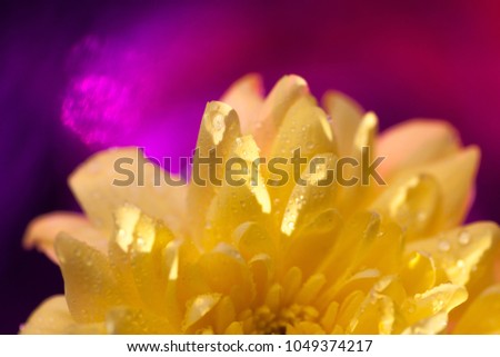 Bright colorful background for a notebook with petals of yellow flowers of spring chrysanthemums