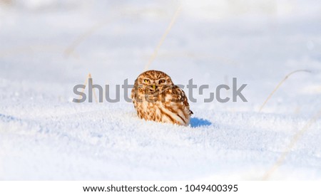 Winter and cute little owl. Winter nature background.