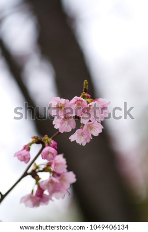 Kawazu cherry blossoms
