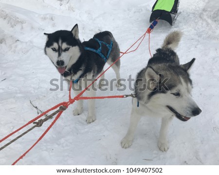 team sled dog Husky