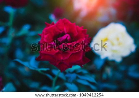 Rose flower, vintage tone, background.
Botanical Garden For indoor plants.
