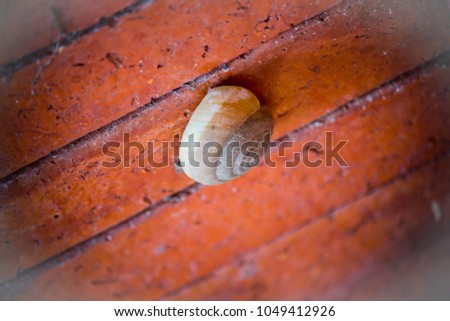 shellfish Red brick Wall
