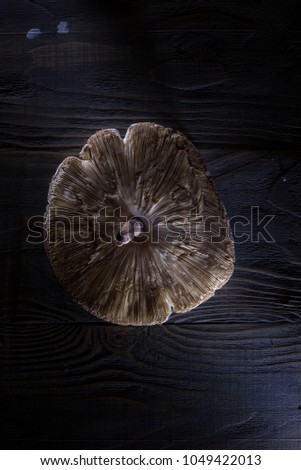 Parasol fresh mushroom 