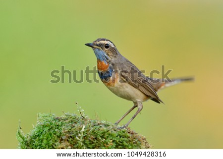 Bluethroat (Luscinia svecica) beautiful brown bird with blue and orange feathers on its neck perching on mossy spot with tail wagging