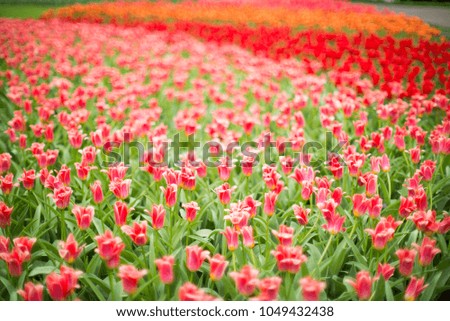 Very shallow depth of field shot about a tulip field.
