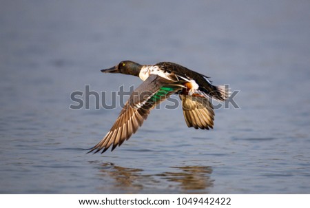 Adult male Northern shoveler, low angle view, side shot, spread wings and flying under the blue sky over freshwater in Bueng Boraphet, the largest swamp, non-hunting area in central of Thailand. Royalty-Free Stock Photo #1049442422