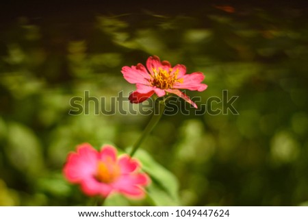 Zinnia Pink flowers in the sun.
