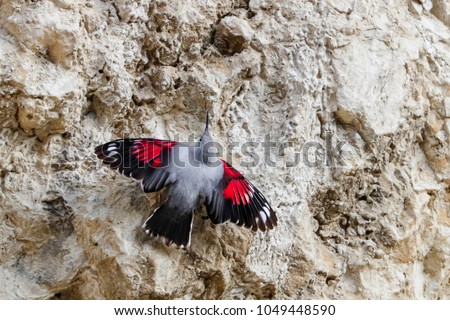 Mountain flying jewel, jumping on a rock looking for beetles and other bugs. Grey bird with red wings. Palava Hills, Czech Republic. Wallcreeper, Tichodroma muraria. Royalty-Free Stock Photo #1049448590
