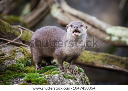 Oriental small-clawed otter standing on the riverbank. This is the smallest otter species in the world and is indigenous to the welands of South and Southeast Asia.
