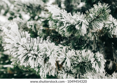 Image of fir branches with snow