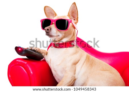 chihuahua dog watching tv or a movie sitting on a red sofa or couch  with remote control changing the channels