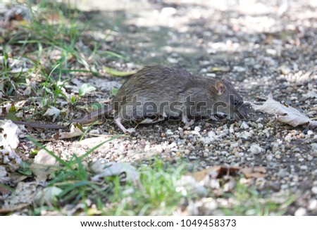Brow Rat (Rattus norvegicus) feeding on the ground - Hungary