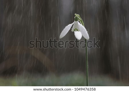 Snowdrop and drops of water.
